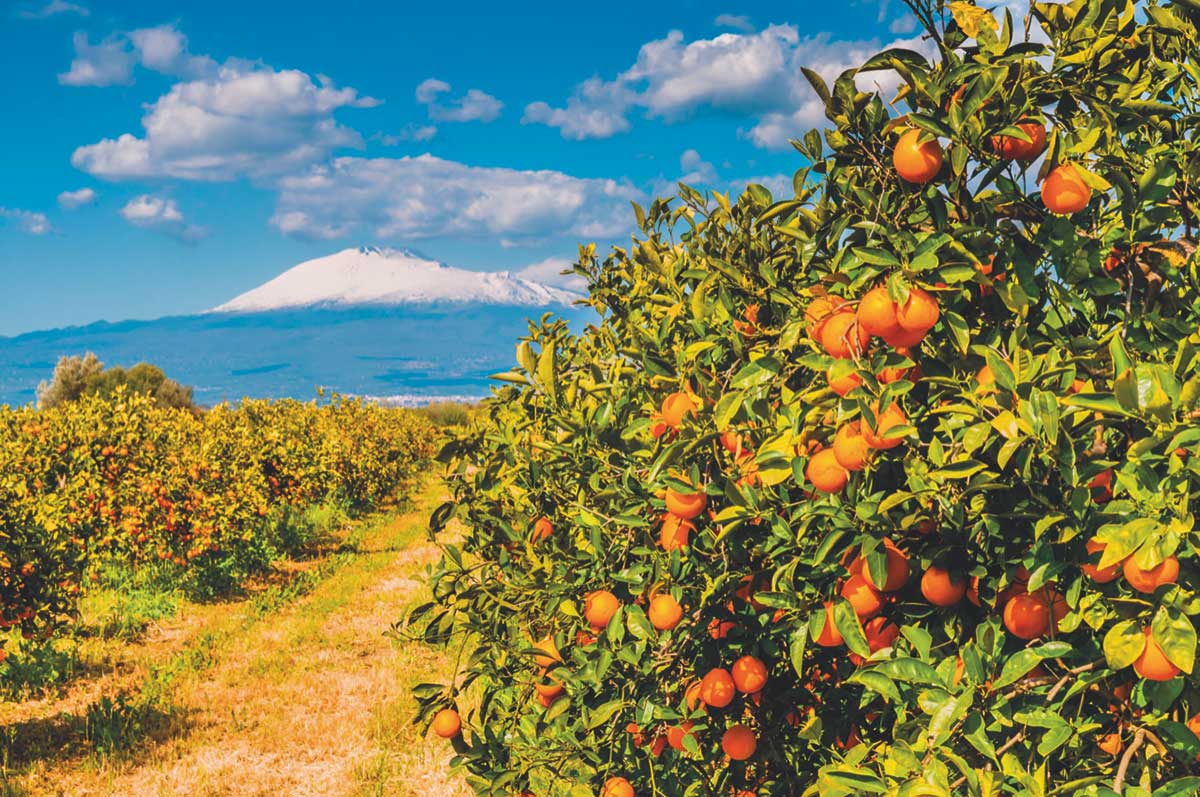 Agrumeti siciliani di Agricola Azzurra
